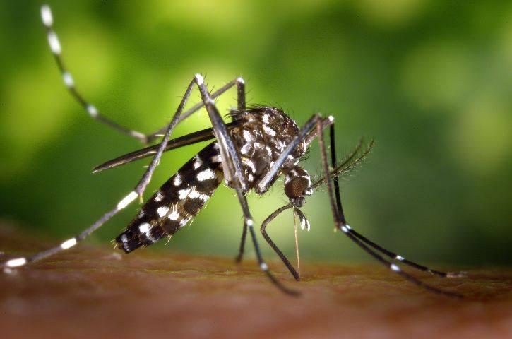 Photo of a mosquito Photo of a mosquito