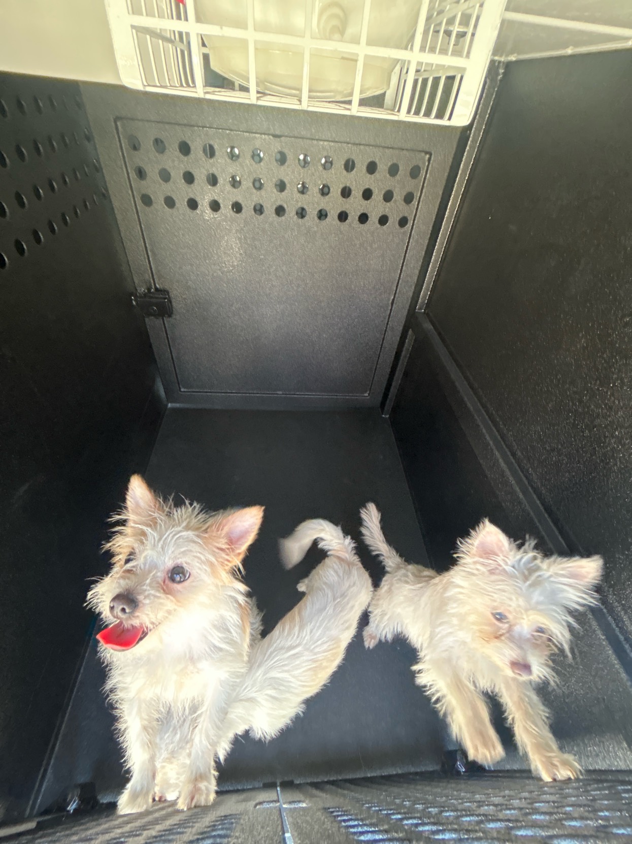 DOG, TERRIER MIX, WHITE, MALE, JUVENILE, NO MICROCHIP