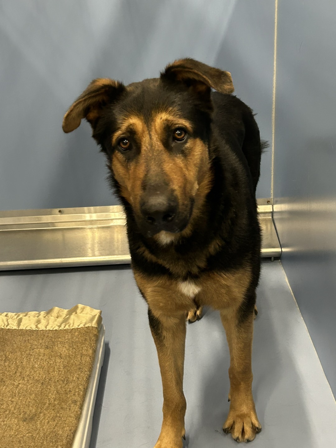 DOG, GERMAN SHEPHERD MIX, MALE, BLACK AND BROWN, ADULT, UNALTERED, NO MICROCHIP