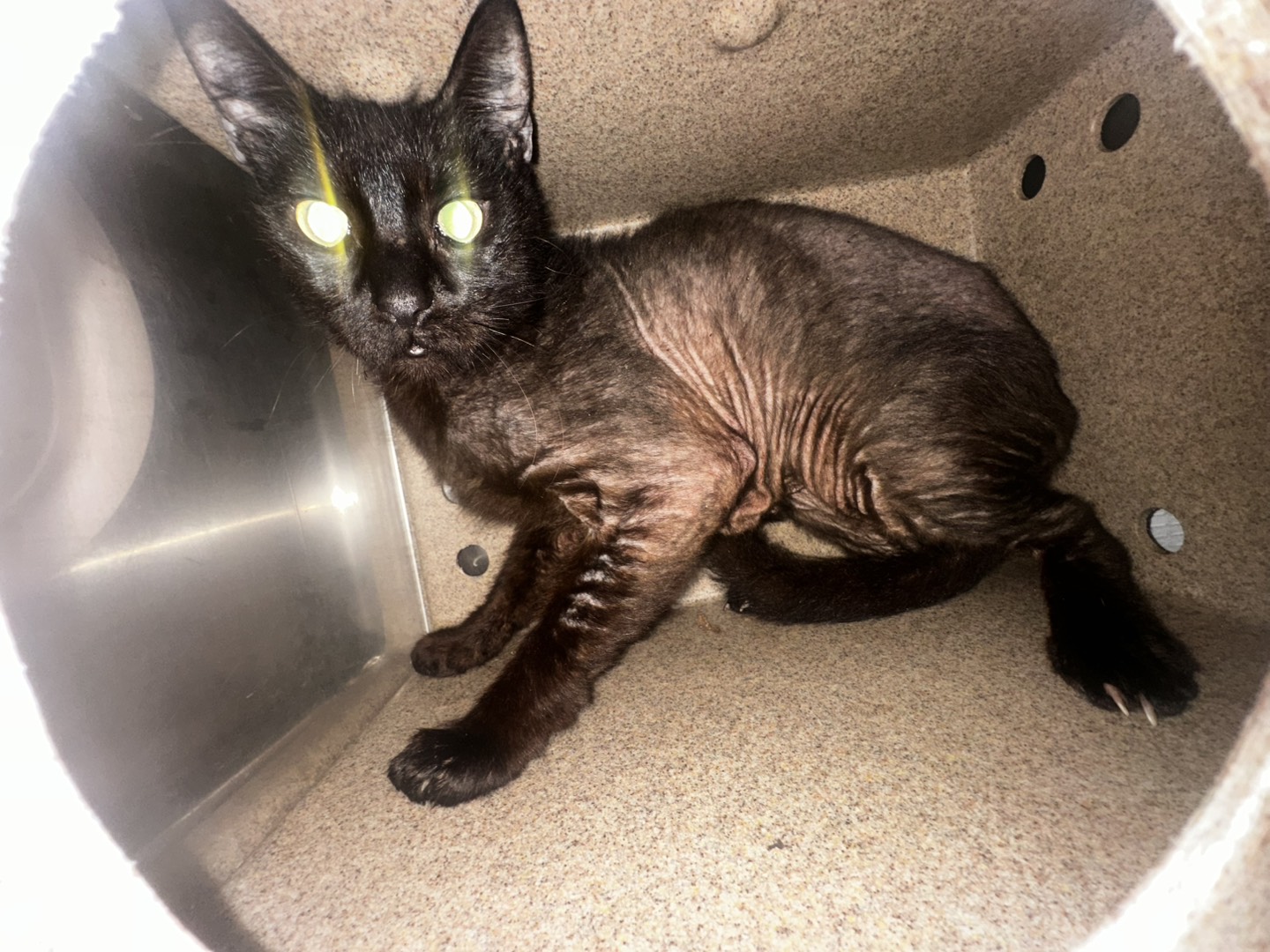 CAT, DOMESTIC SHORT HAIR, BLACK, ADULT, NO MICROCHIP