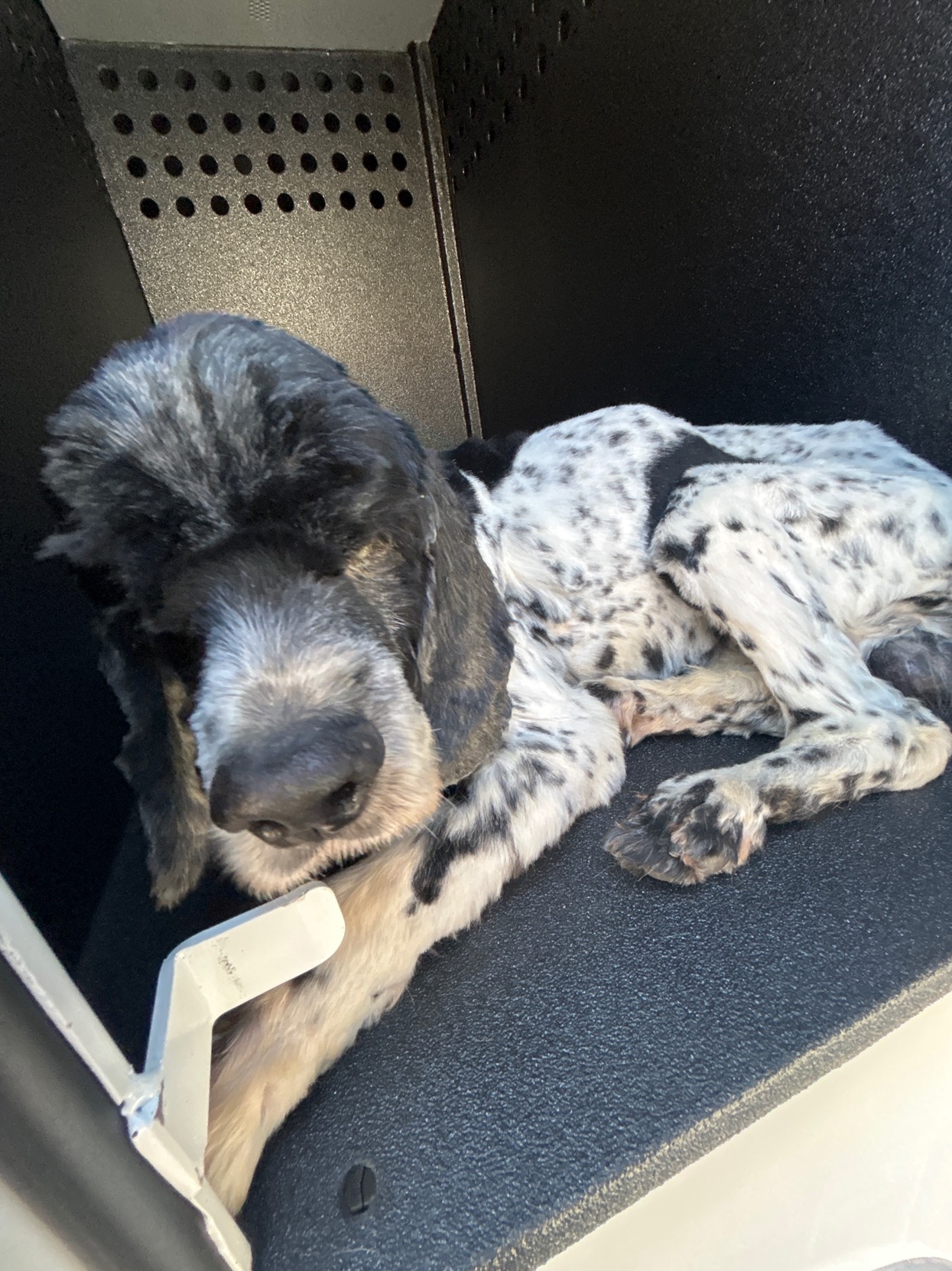 DOG, COCKER SPANIEL, WHITE WITH BLACK SPOTS, SENIOR, WEARING A COLLAR, HAS MICROCHIP