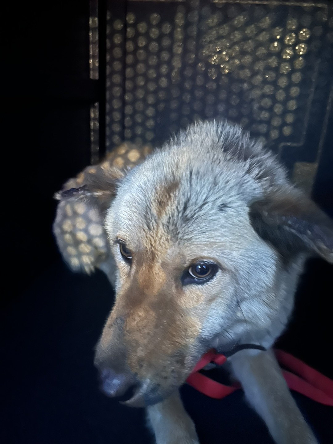 DOG, SHEPHERD/CHOW CHOW MIX, TAN, FEMALE, ADULT, NO MICROCHIP