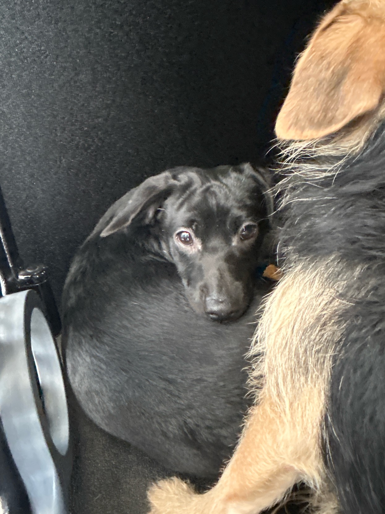 DOG, CHIHUAHUA MIX, BLACK, MALE, NO MICROCHIP