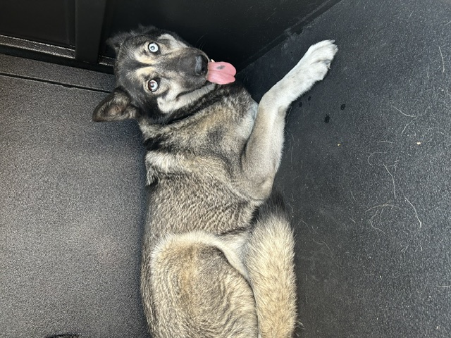 DOG, HUSKY MIX, BLACK/TAN, FEMALE, ADULT, NO MICROCHIP