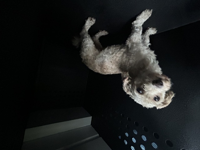 DOG, POODLE MIX, FEMALE, WHITE/TAN, ADULT, NO MICROCHIP