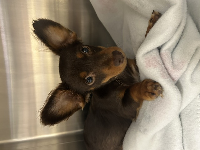 DOG, CHIHUAHUA MIX, MALE, BLACK/BROWN, JUVENILE, NO MICROCHIP