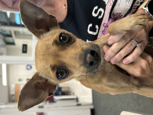 DOG, CHIHUAHUA, FEMALE, BROWN, ADULT, NO MICROCHIP
