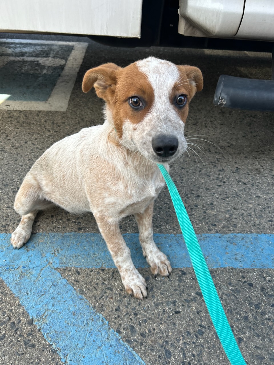 DOG, HEELER, RED/WHITE, MALE, JUVENILE, NO MICROCHIP