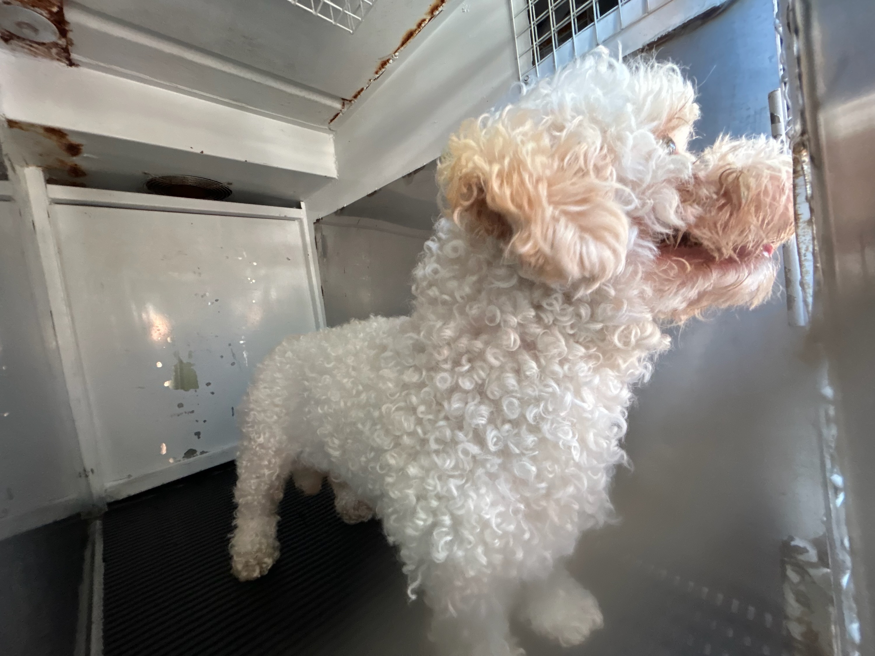 DOG, POODLE MIX, WHITE, MALE, ADULT, NO MICROCHIP