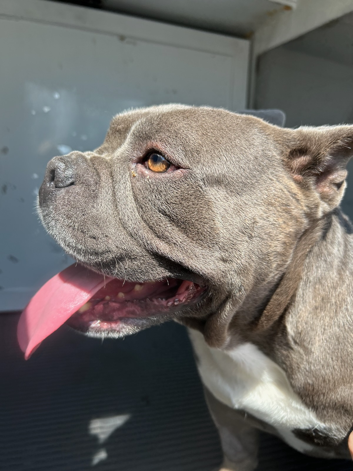 DOG, BULLDOG MIX, GRAY/WHITE, MALE, ADULT, NO MICROCHIP