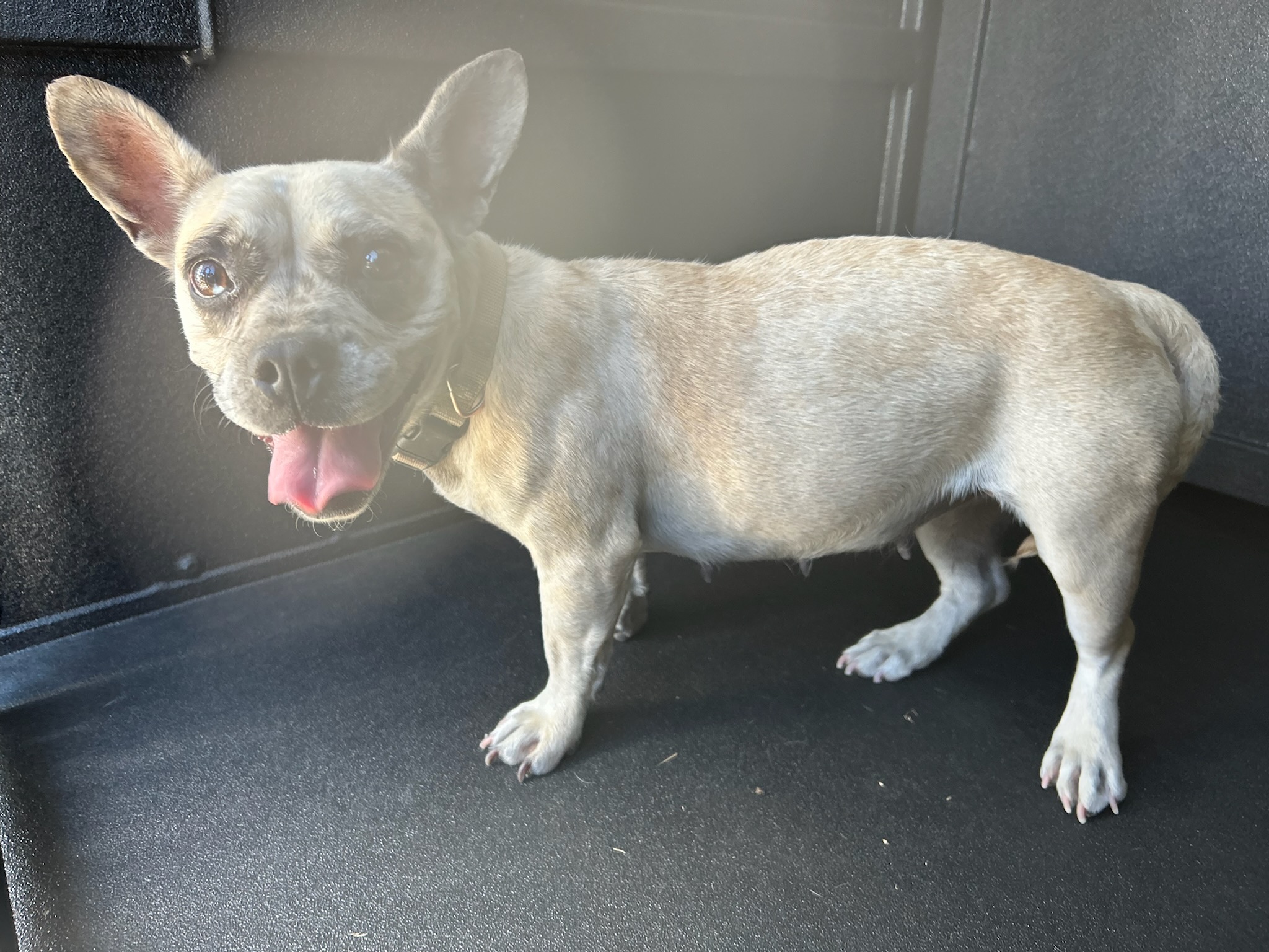 DOG, FRENCH BULLDOG MIX, FEMALE, TAN, ADULT, WEARING COLLAR WITH NO TAGS, HAS MICROCHIP