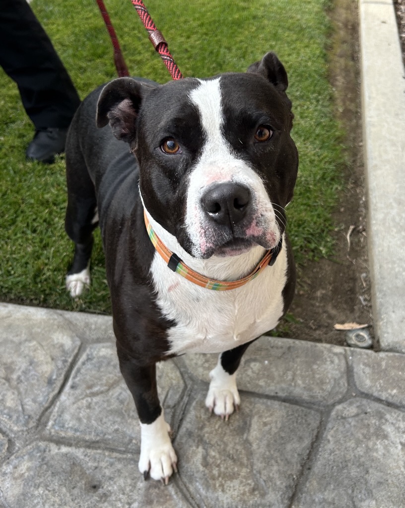 DOG, STAFFORDSHIRE BULL TERRIER, BLACK/WHITE, FEMALE, NO MICROCHIP, WEARING ORANGE/GREEN/BLUE/YELLOW PLAID COLLAR