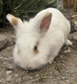 RABBIT, ORANGE/WHITE, NO MICROCHIP