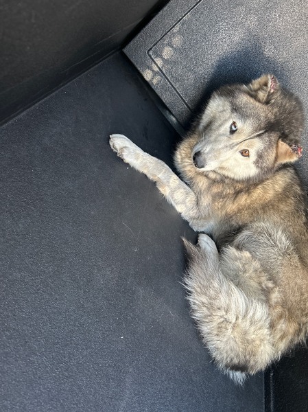 DOG, HUSKY MIX, BLACK/WHITE, FEMALE, ADULT, NO MICROCHIP