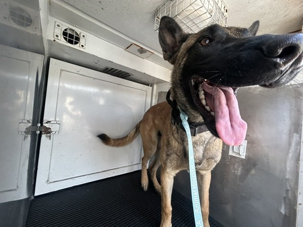 DOG, BELGIAN MALINOIS, BROWN/BLACK, MALE, ADULT, NO MICROCHIP, WEARING BLACK COLLAR