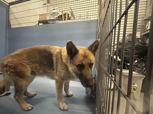 DOG, GERMAN SHEPHERD, BLACK/BROWN, FEMALE, ADULT, HAS MICROCHIP