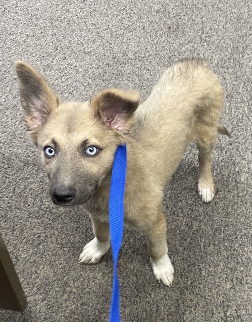DOG, HUSKY/SHEPHERD MIX, FEMALE, BROWN/WHITE, JUVENILE, NO MICROCHIP