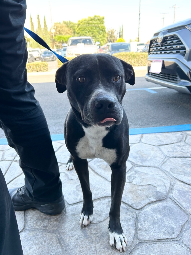 DOG, PITBULL, BLACK/WHITE, MALE, ADULT, NO MICROCHIP