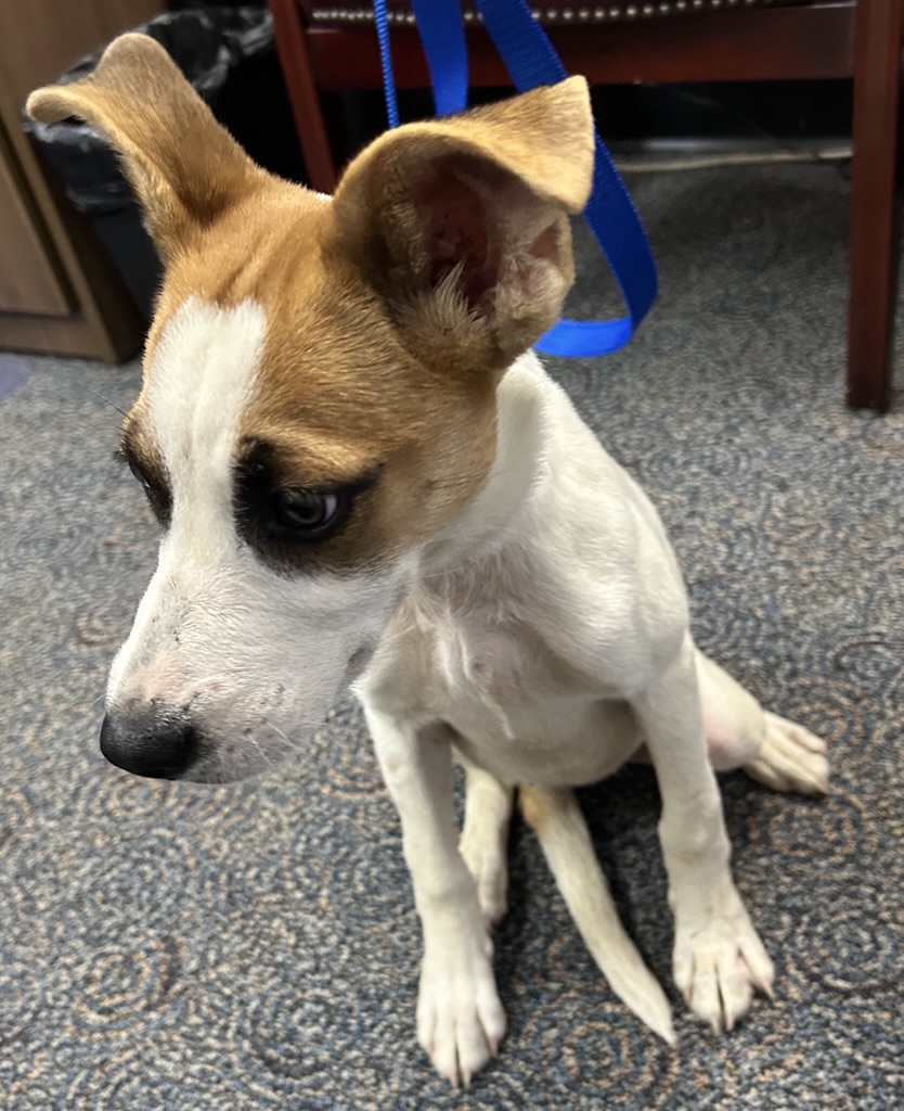 DOG, JACK RUSSELL TERRIER MIX, FEMALE, JUVENILE, NO MICROCHIP, WEARING PINK COLLAR