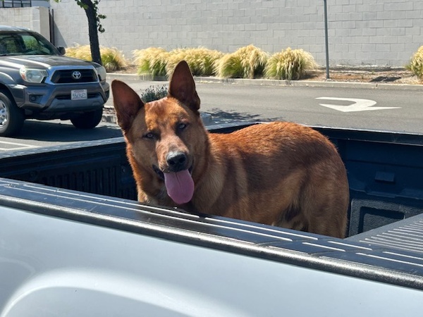 DOG, GERMAN SHEPHERD MIX, MALE, BROWN, ADULT, NO MICROCHIP