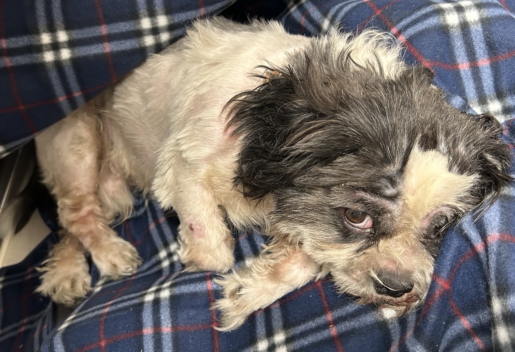 DOG, SHIH TZU, ADULT, BLACK/WHITE, NO MICROCHIP
