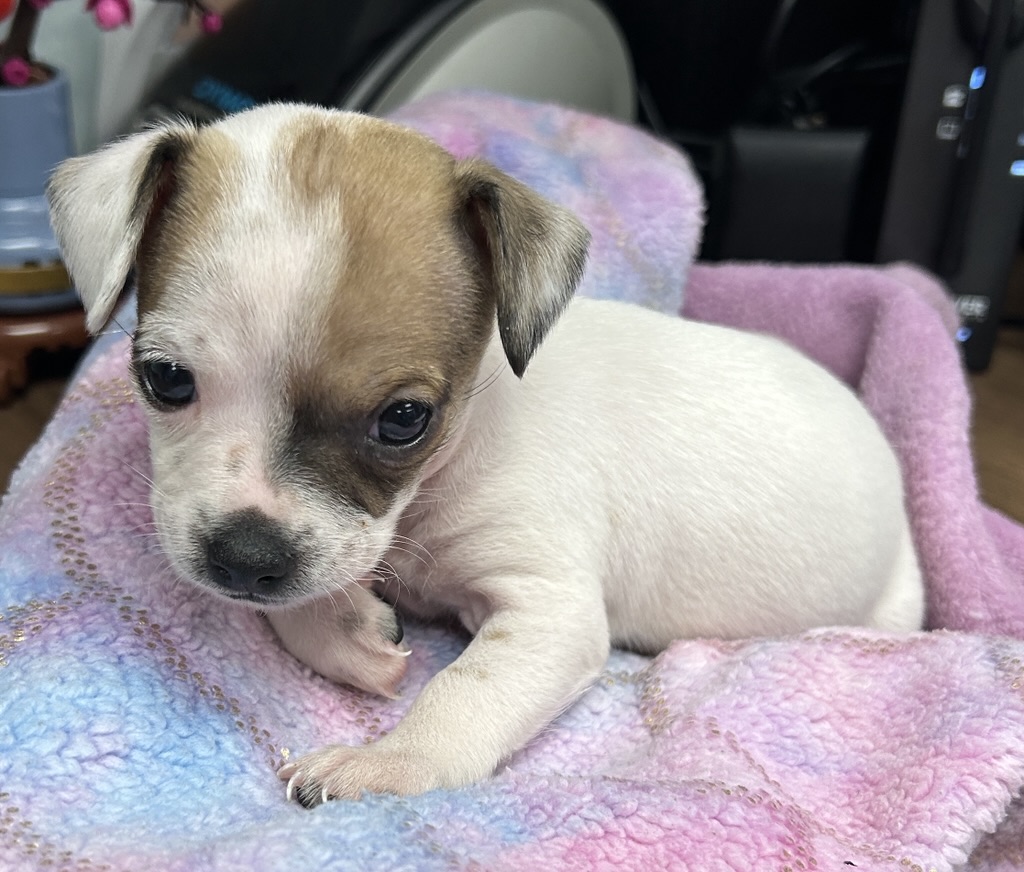 DOG, CHIHUAHUA MIX, WHITE/TAN, MALE, PUPPY, NO MICROCHIP