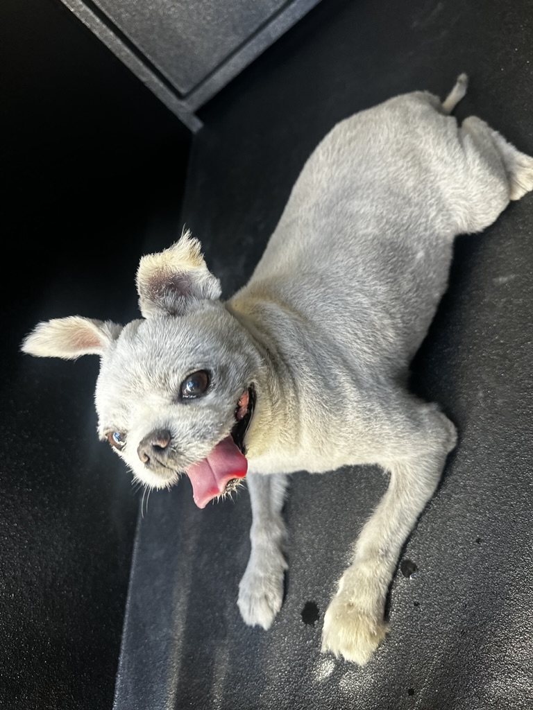 DOG, PUG MIX, WHITE, MALE, SENIOR, HAS MICROCHIP