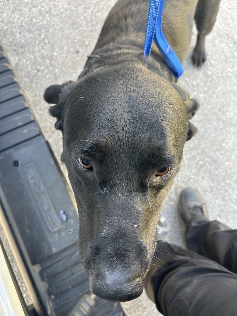 DOG, LABRADOR RETRIEVER, BLACK, MALE, ADULT, HAS MICROCHIP