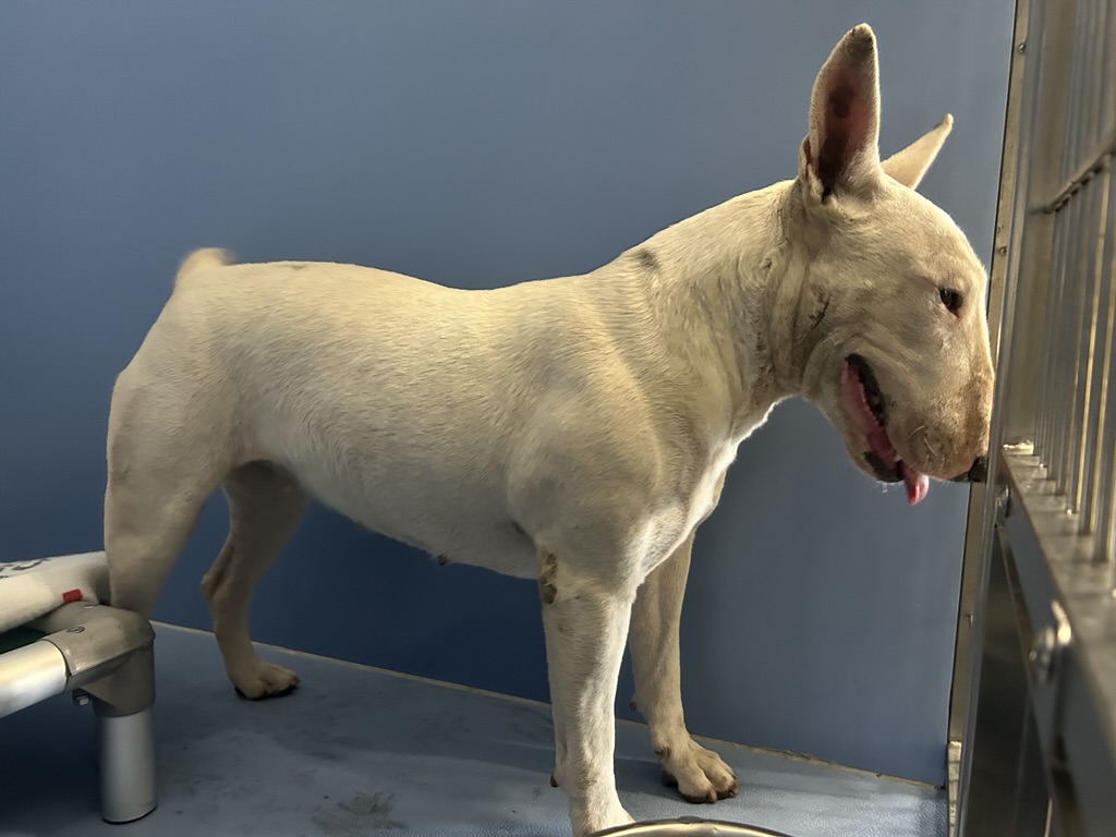 DOG, BULL TERRIER, WHITE, FEMALE, ADULT, NO MICROCHIP