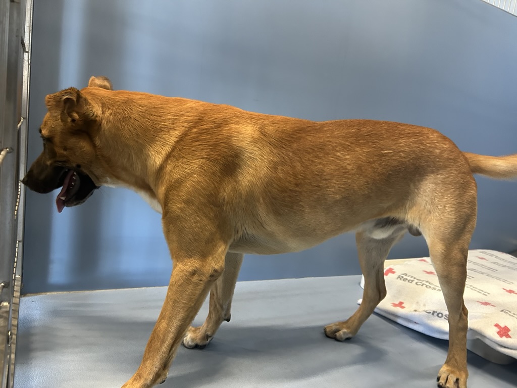 DOG, SHEPHERD MIX, BROWN, MALE, ADULT, NO MICROCHIP
