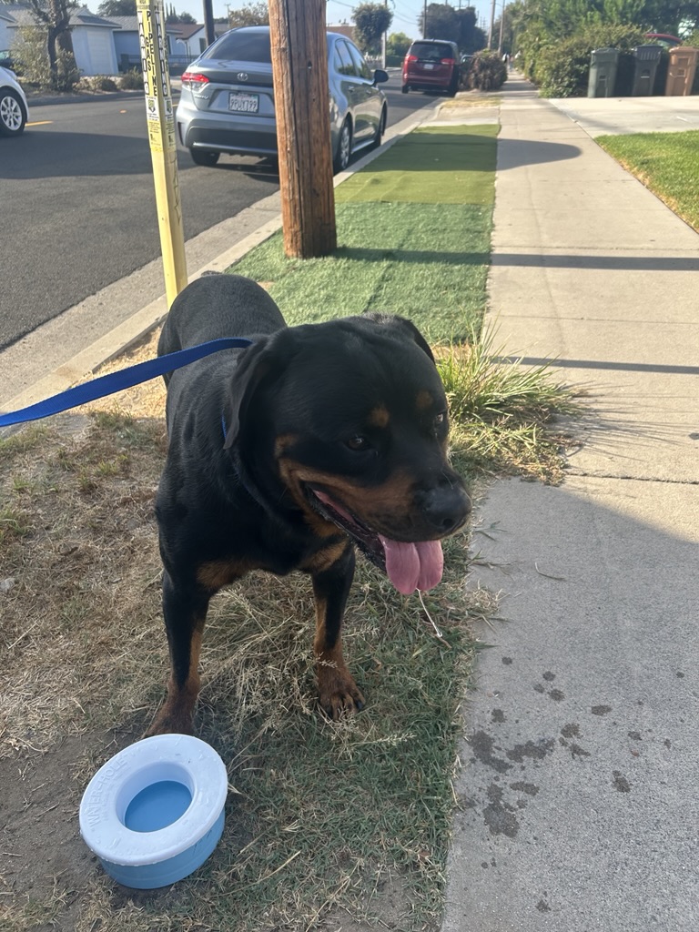 DOG, ROTTWEILER, BROWN/BLACK, MALE, ADULT, NO MICROCHIP