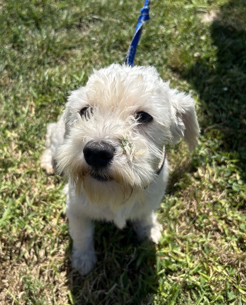 DOG, SCHNAUZER/POODLE MIX, WHITE, MALE, ADULT, NO MICROCHIP, WEARING BLACK/TAN COLLAR