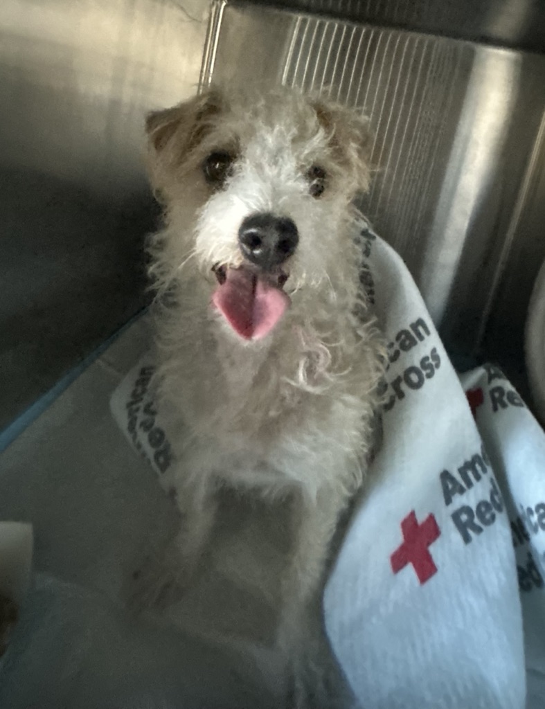 DOG, TERRIER MIX, TAN, MALE, ADULT, NO MICROCHIP