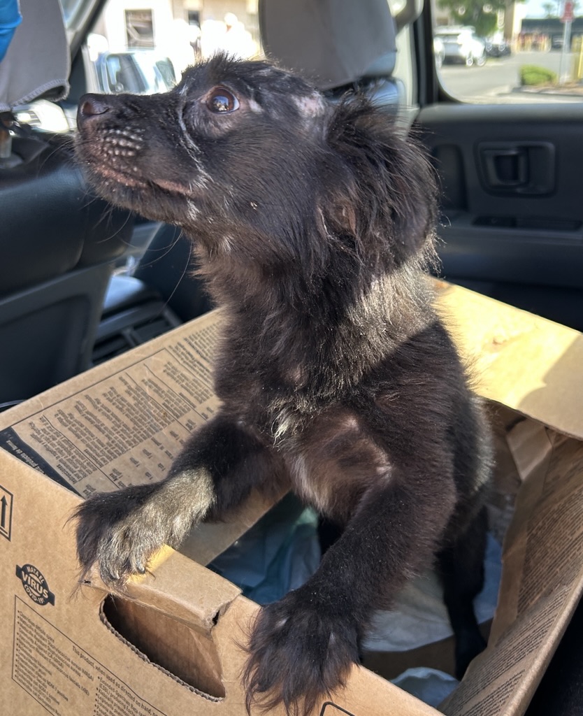 DOG, CHIHUAHUA MIX, BLACK/WHITE, MALE, ADULT, NO MICROCHIP
