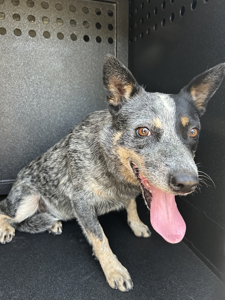 DOG, AMERICAN CATTLE DOG/BLUE HEELER, BLACK/TAN/WHITE, MALE, ADULT, NO MICROCHIP
