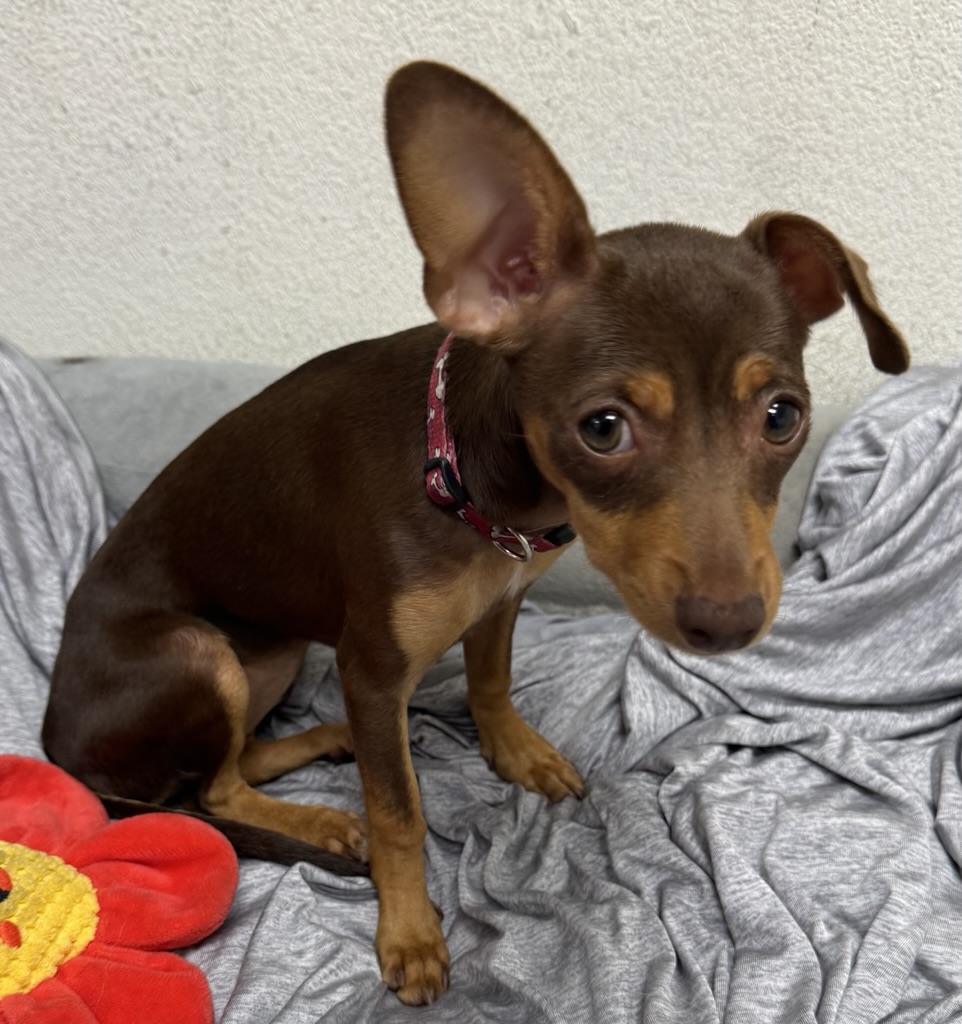 DOG, MINIATURE PINSCHER, FEMALE, BROWN/TAN, JUVENILE, NO MICROCHIP