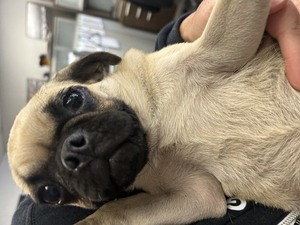 DOG, PUG, FEMALE, FAWN/BLACK, JUVENILE, NO MICROCHIP