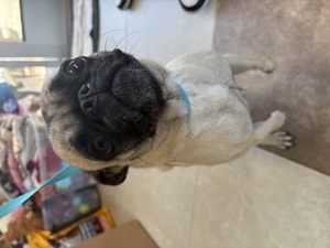 DOG, PUG, MALE, FAWN/BLACK, ADULT, HAS MICROCHIP