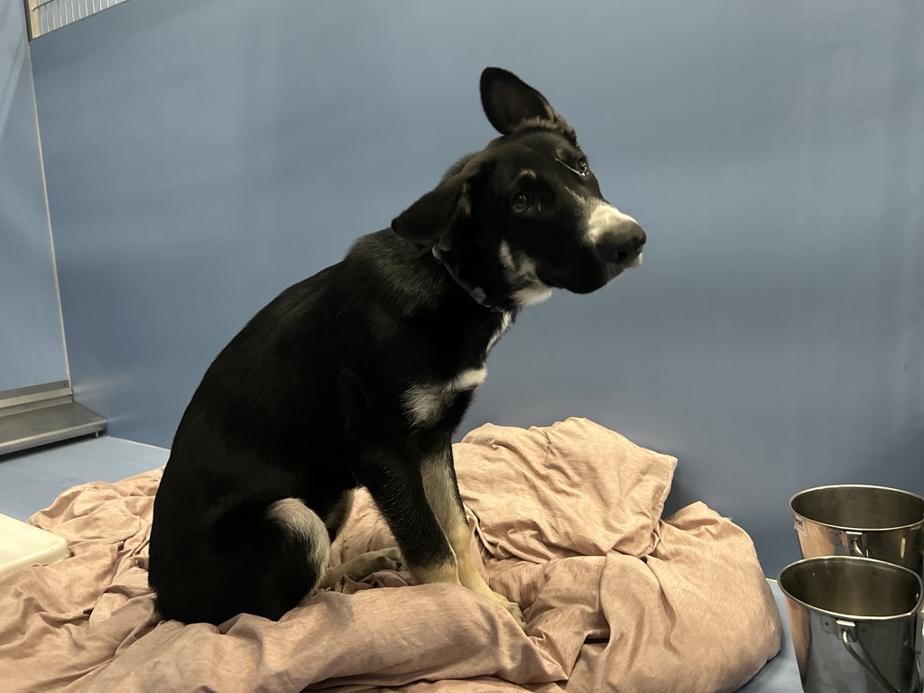 DOG, SHEPHERD MIX, MALE, BLACK/TAN/WHITE, JUVENILE, WEARING COLLAR, NO MICROCHIP