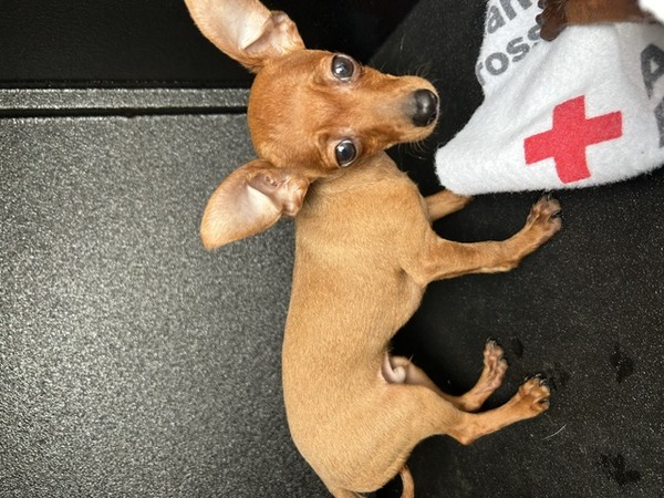 DOG, CHIHUAHUA, MALE, BROWN, JUVENILE/PUPPY, NO MICROCHIP
