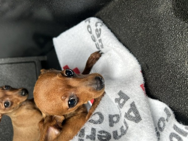 DOG, CHIHUAHUA, FEMALE, BROWN, JUVENILE/PUPPY, NO MICROCHIP