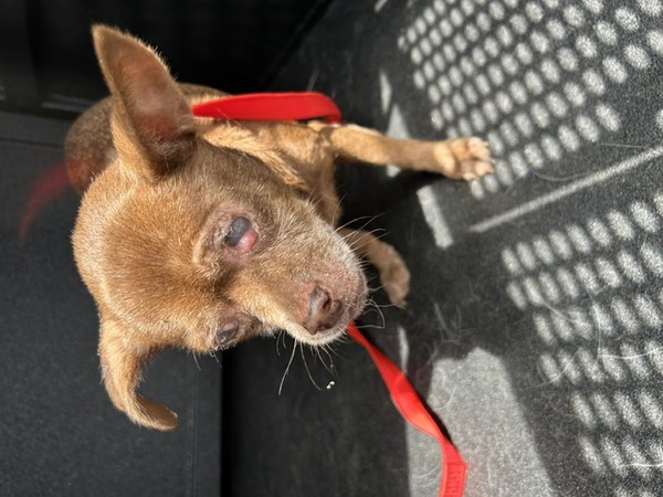 DOG, CHIHUAHUA, FEMALE, BROWN, SENIOR, NO MICROCHIP