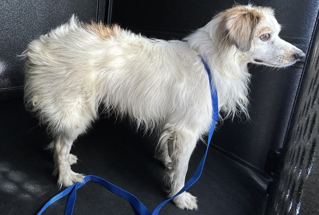 DOG, TERRIER MIX, MALE, WHITE/BROWN, ADULT, NO MICROCHIP