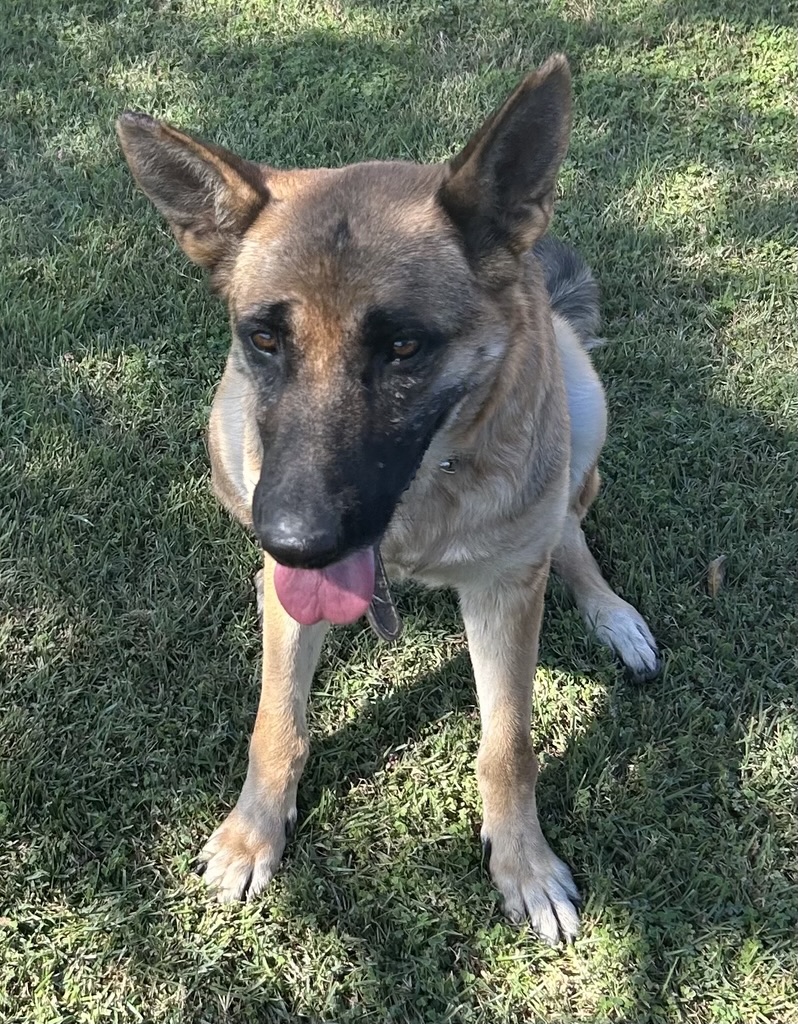 DOG, GERMAN SHEPHERD, FEMALE, BLACK/TAN, ADULT, WEARING BROWN COLLAR, NO MICROCHIP