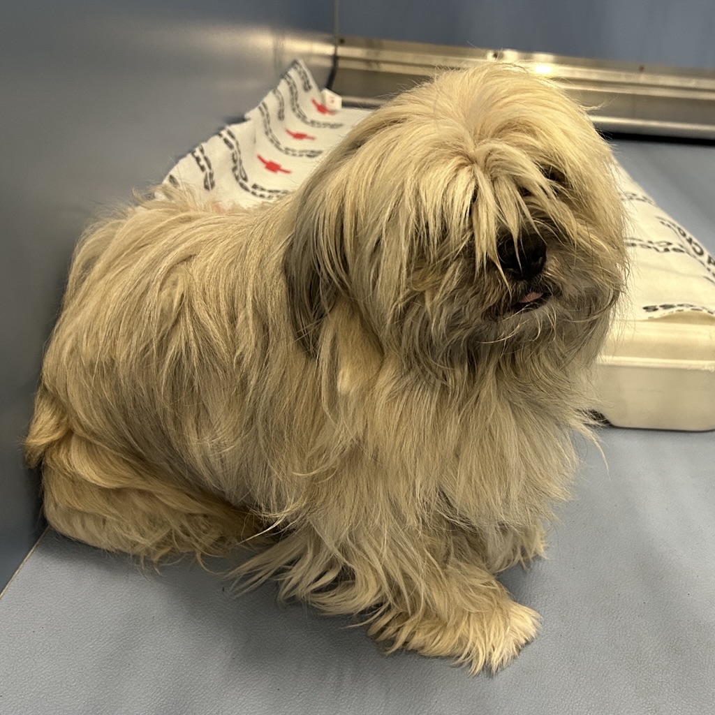 DOG, SHIH TZU MIX, UNKNOWN SEX, WHITE, ADULT, NO MICROCHIP