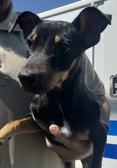 DOG, MINIATURE PINSCHER MIX, MALE, BLACK/TAN/WHITE, JUVENILE, NO MICROCHIP