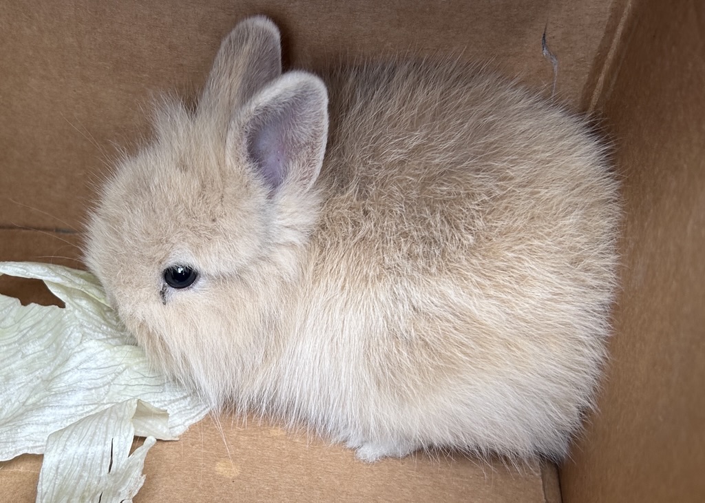RABBIT, DOMESTIC SHORT HAIR, UNKNOWN SEX, TAN, JUVENILE, NO MICROCHIP
