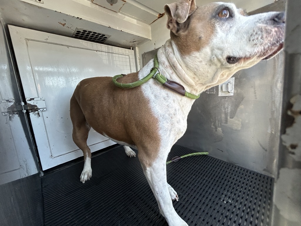 DOG, PITBULL MIX, FEMALE, TAN/WHITE, ADULT, HAS MICROCHIP
