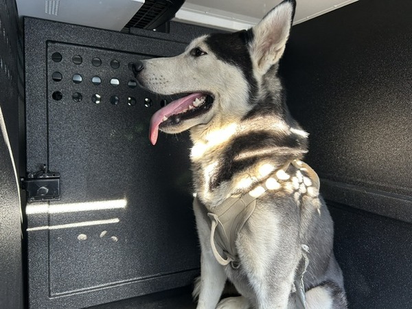 DOG, HUSKY, MALE, BLACK/WHITE, ADULT, WEARING CREAM HARNESS, HAS MICROCHIP