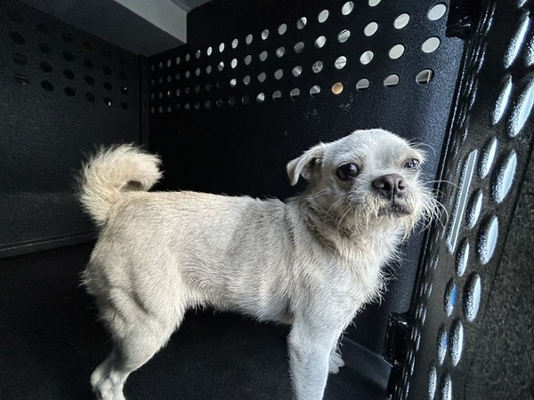 DOG, TERRIER, FEMALE, CREAM, ADULT, NO MICROCHIP